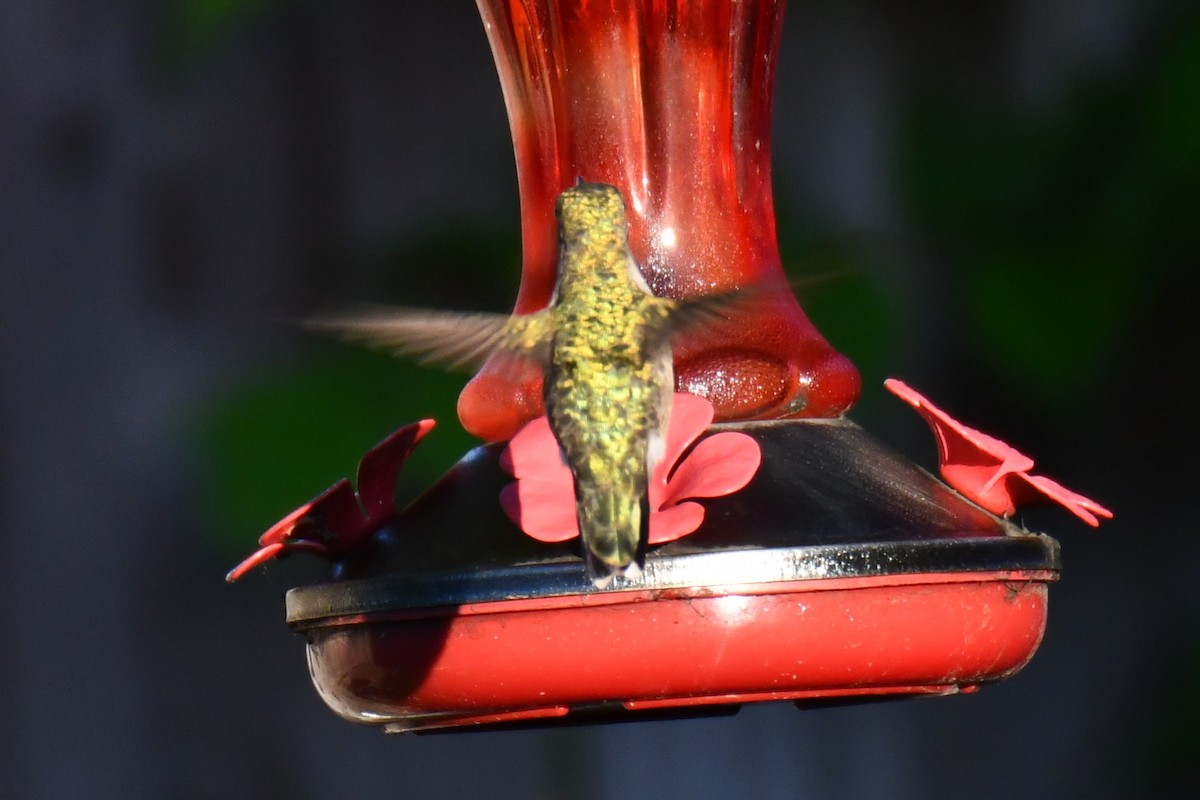Ruby-throated Hummingbird - ML635357968