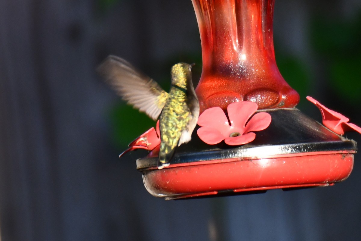 Ruby-throated Hummingbird - ML635357969
