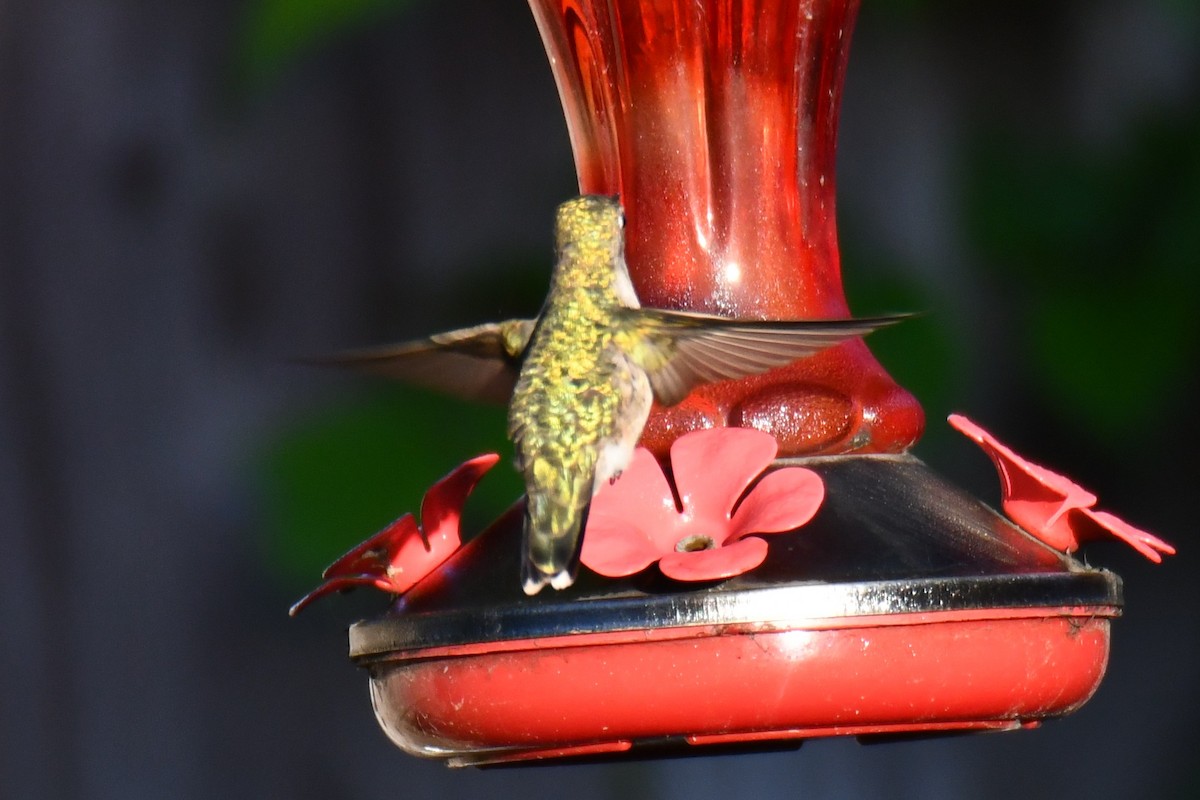 Ruby-throated Hummingbird - ML635357970
