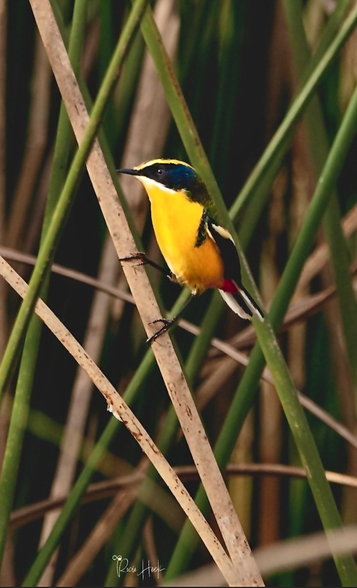 Many-colored Rush Tyrant - ML635357972