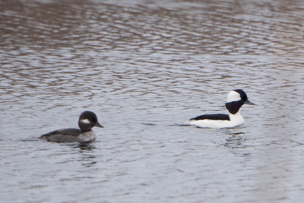 Bufflehead - ML635358144