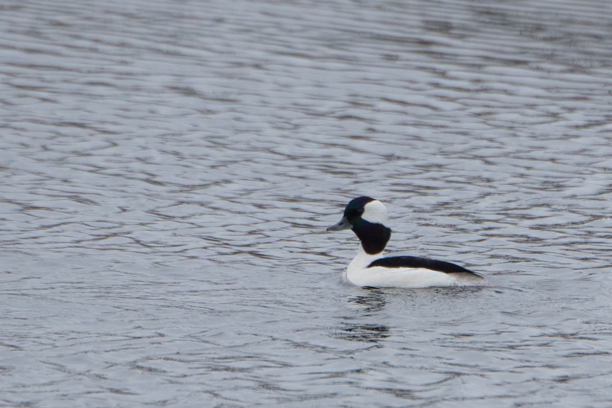 Bufflehead - ML635358146