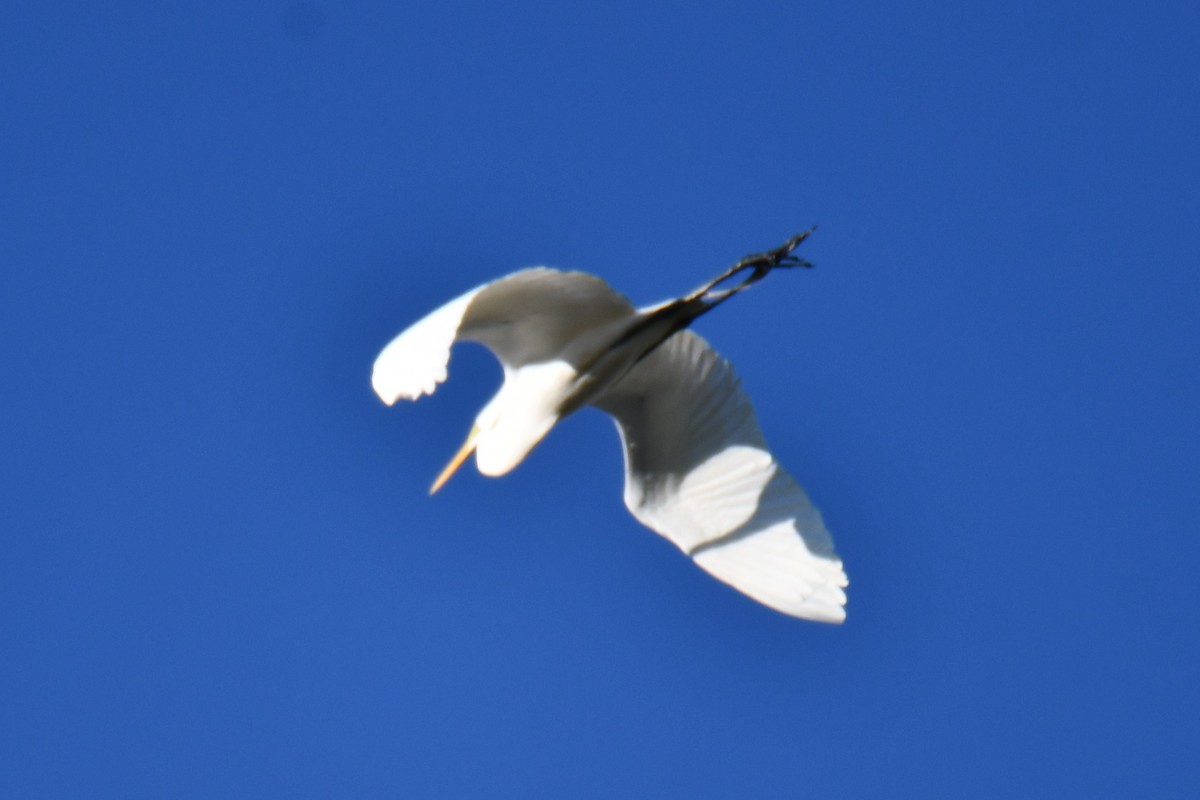 ダイサギ - ML635358194