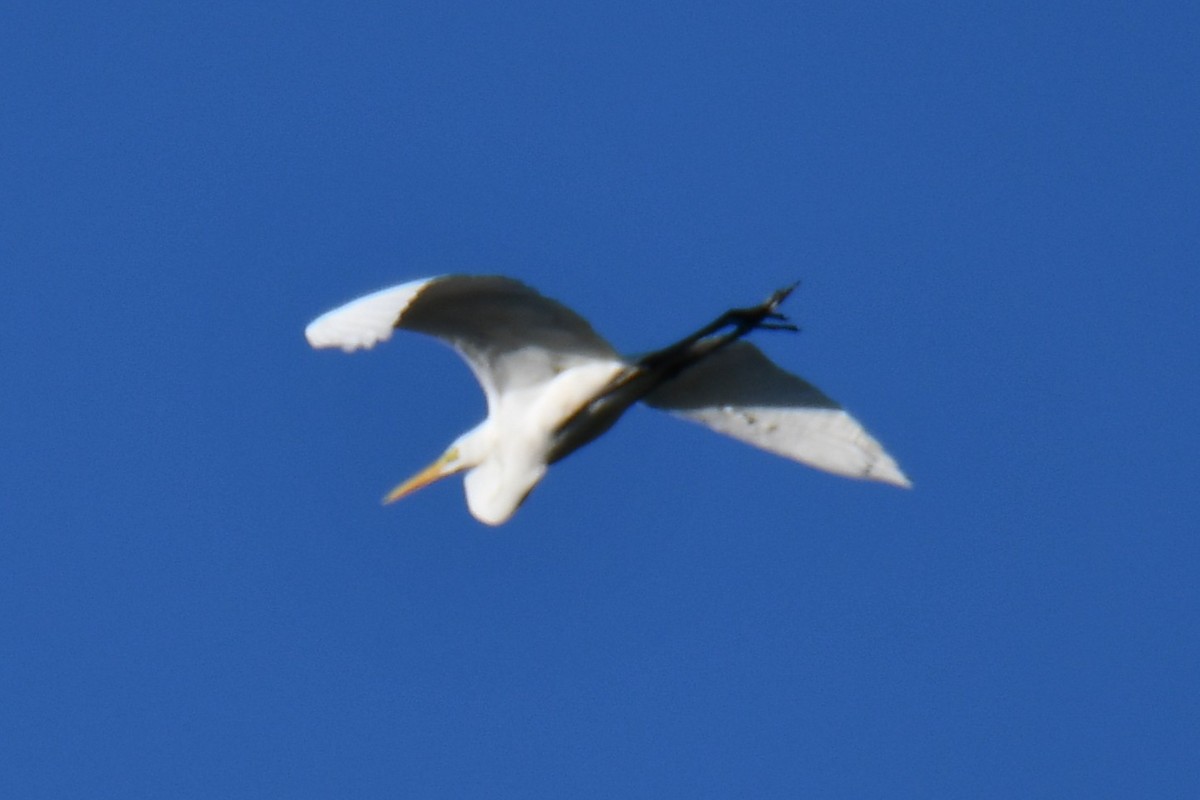 ダイサギ - ML635358197
