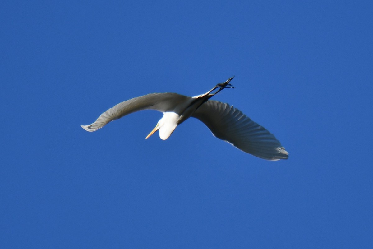 ダイサギ - ML635358198
