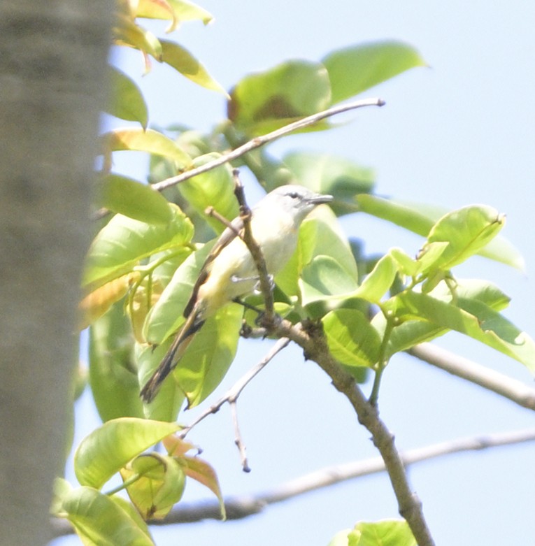 Small Minivet - ML635358251