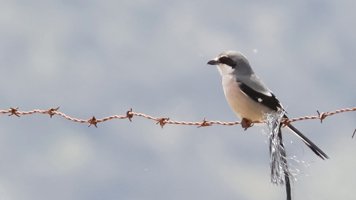 Iberian Gray Shrike - ML635358267