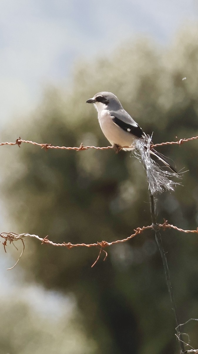 Iberian Gray Shrike - ML635358268