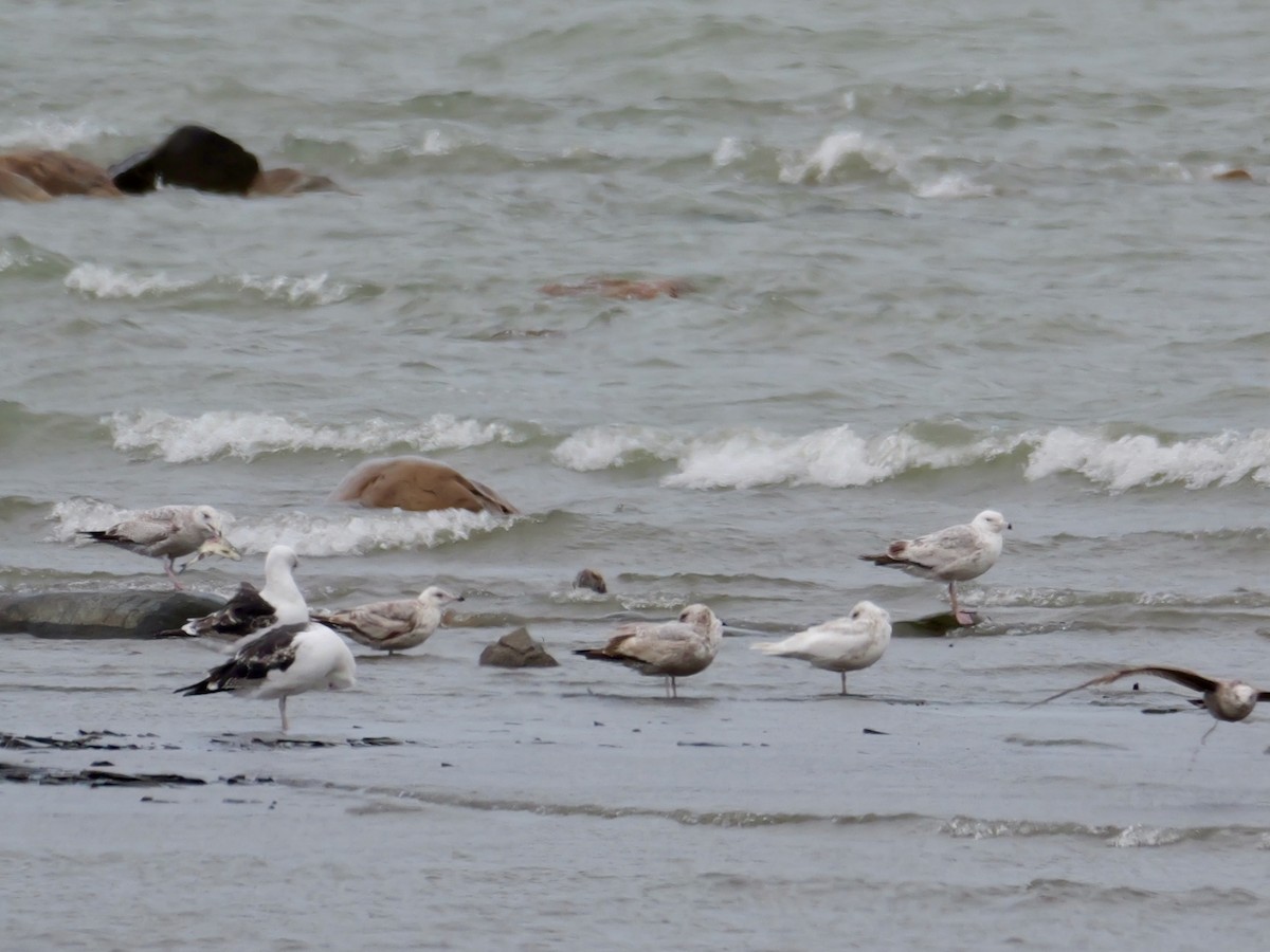 Iceland Gull - ML635358286