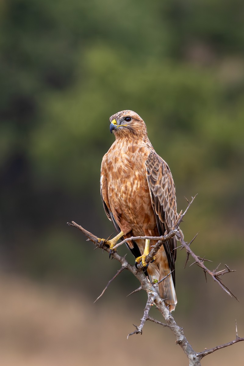 歐亞鵟(vulpinus/menetriesi) - ML635358288