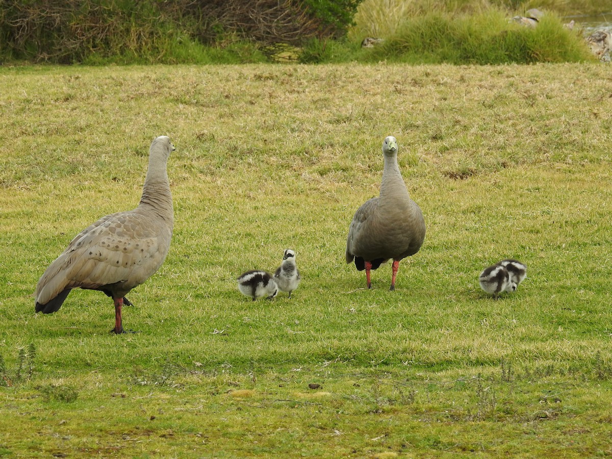 Cape Barren Goose - Ken Crawley