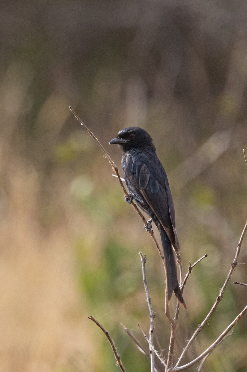 Fork-tailed Drongo - ML635358338