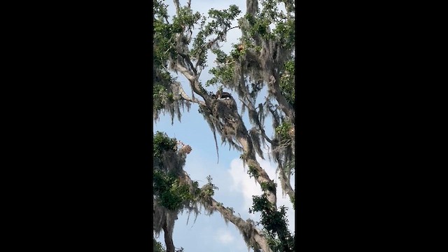 Red-shouldered Hawk - ML635358362