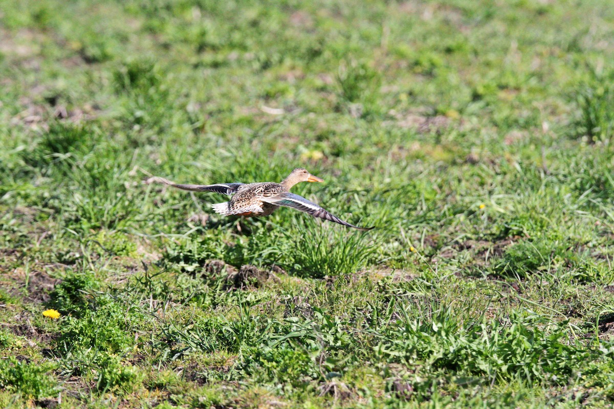 Northern Shoveler - ML635358367