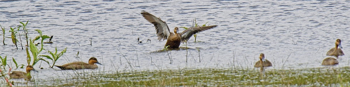 Philippine Duck - ML635358382