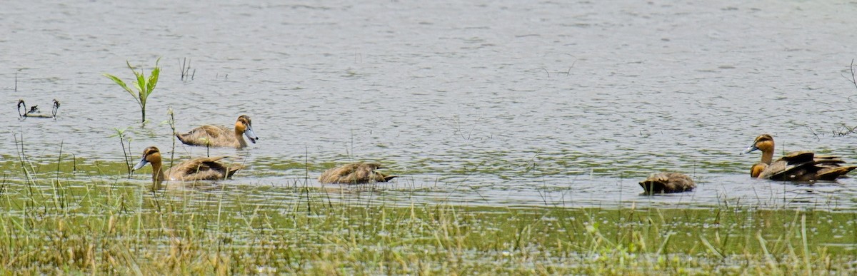 Philippine Duck - ML635358383