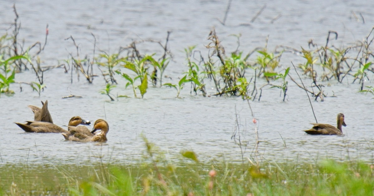 Philippine Duck - ML635358384