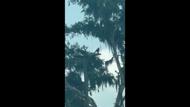Fish Crow - ML635358424