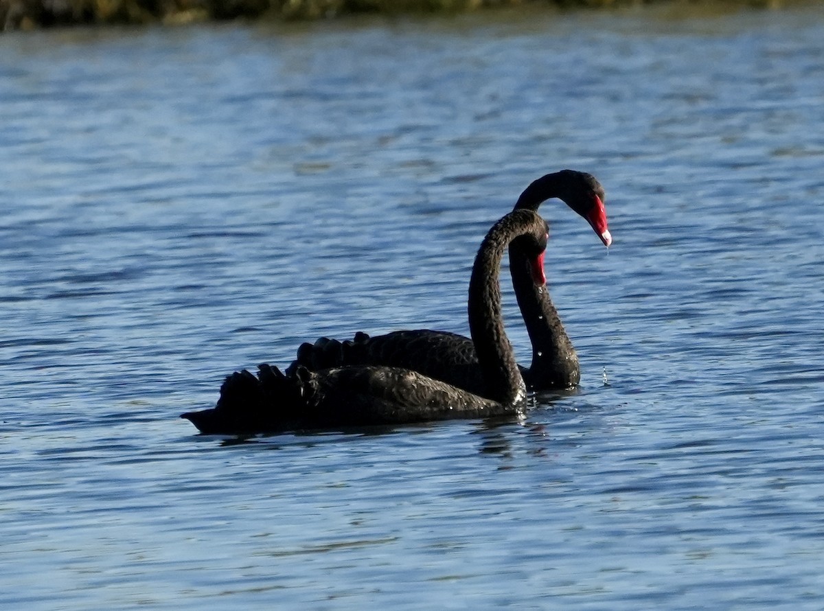Black Swan - ML635358459