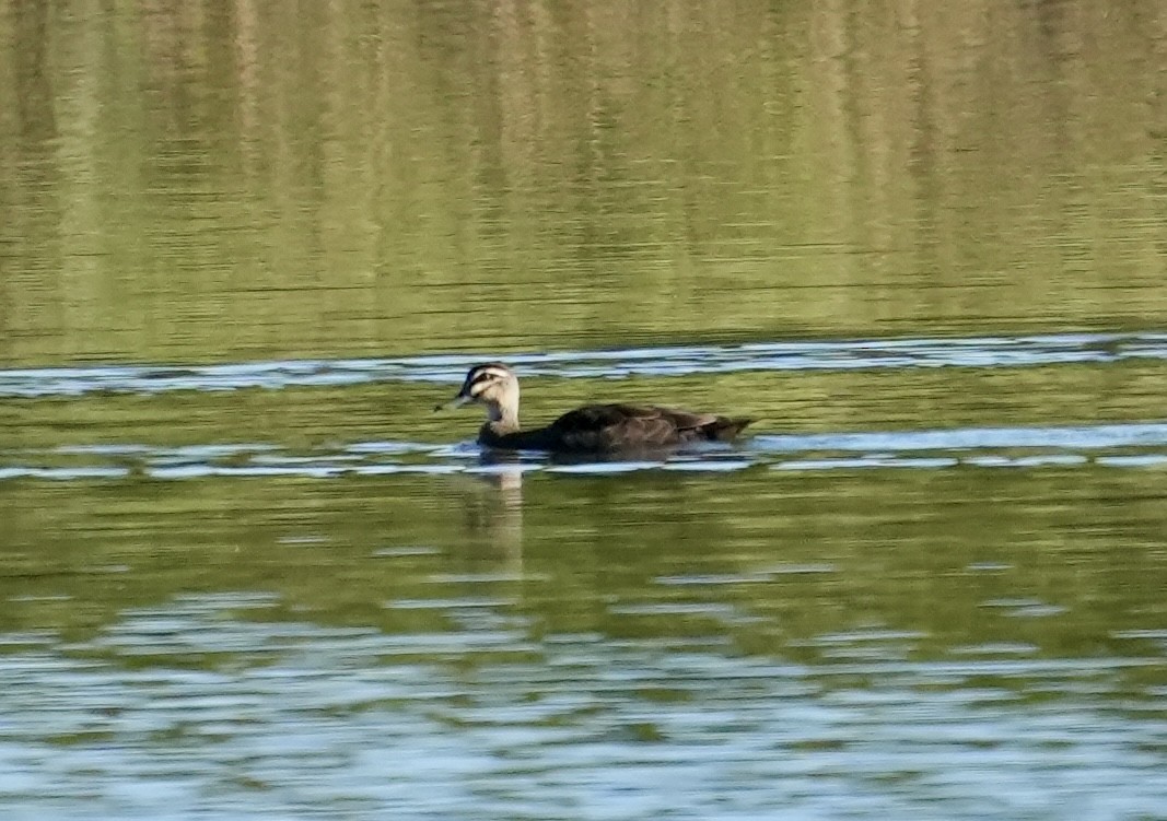 Pacific Black Duck - ML635358472