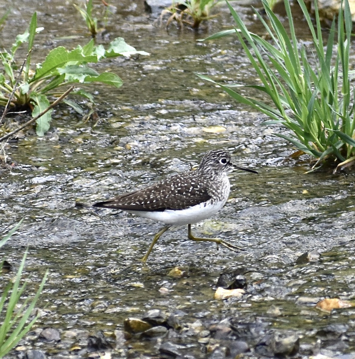 Solitary Sandpiper - ML635358476