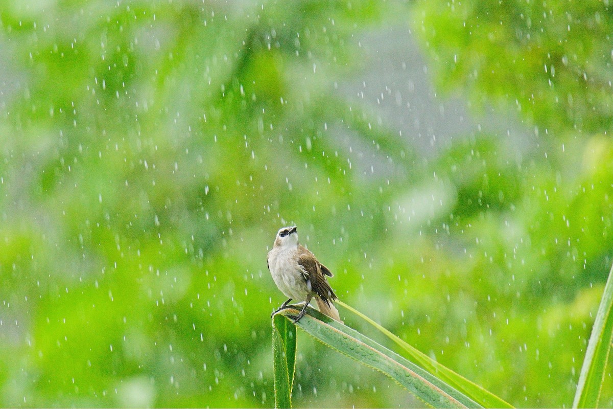 Yellow-vented Bulbul (Philippine) - ML635358509