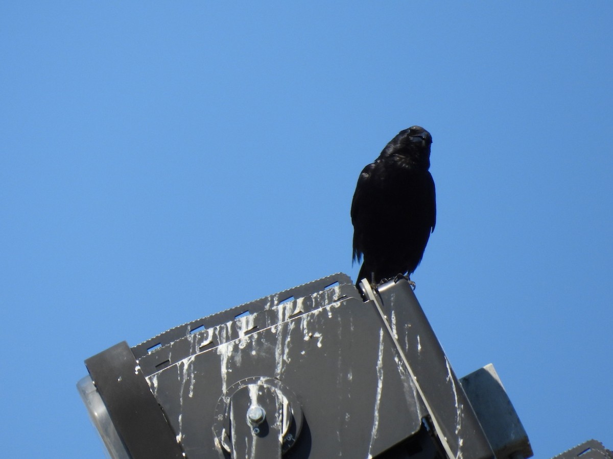 Fish Crow - ML635358516