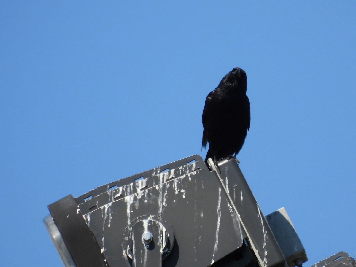 Fish Crow - ML635358519