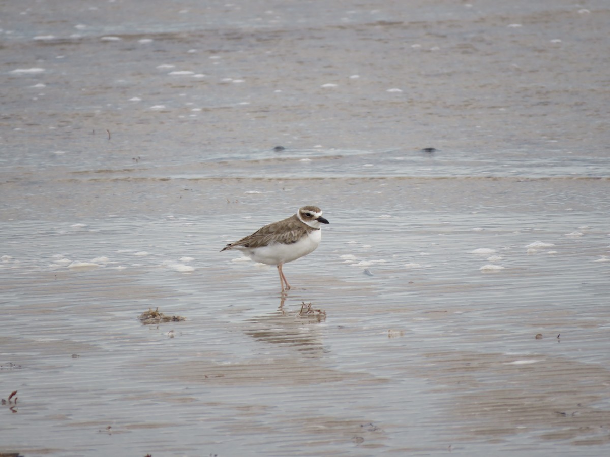 Wilson's Plover - ML635358544