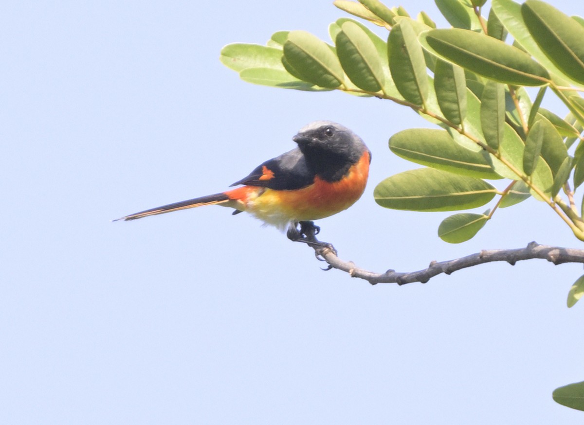 Small Minivet - ML635358589