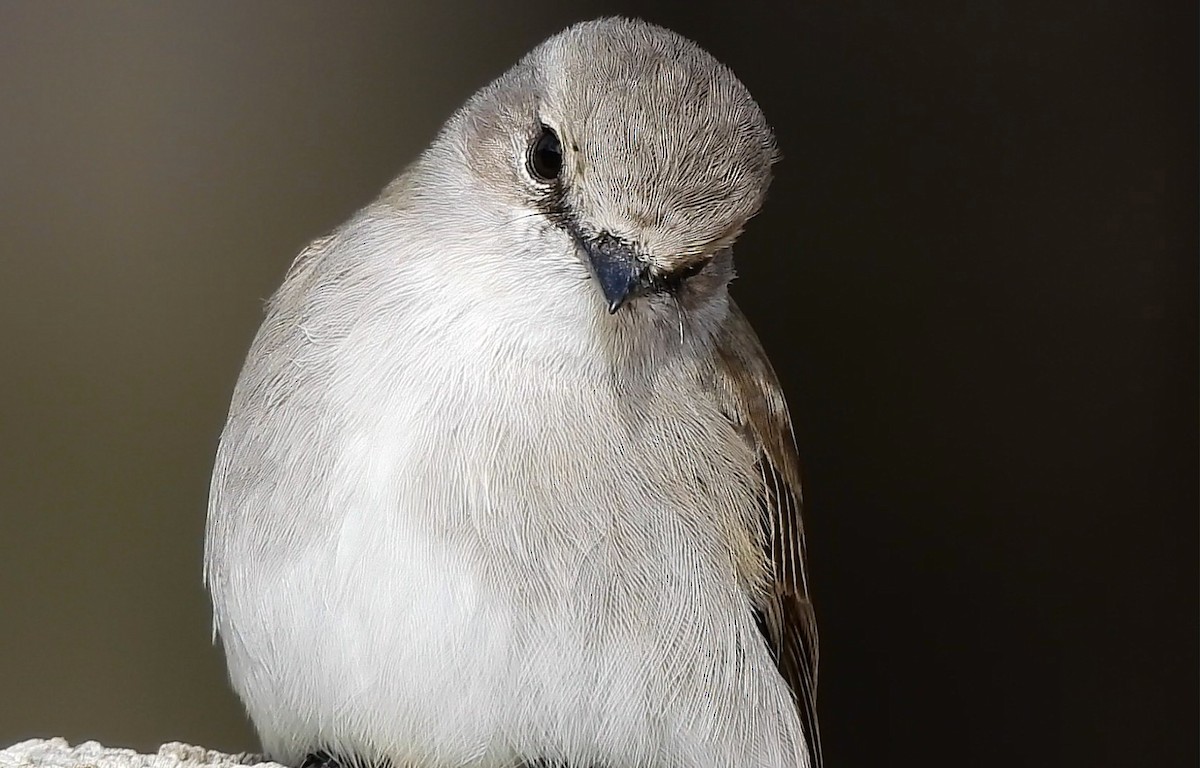 Weißschwanzschnäpper - ML635358636