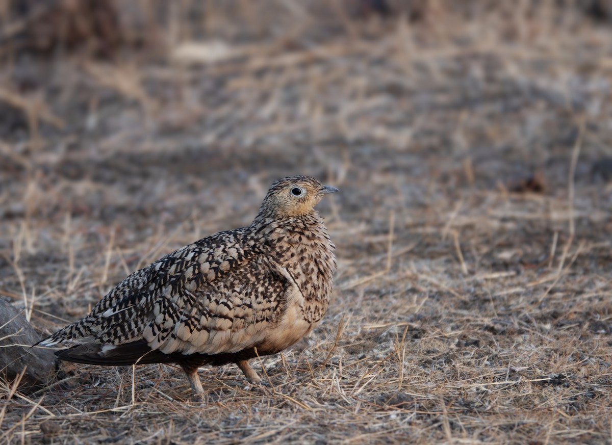 Chestnut-bellied Sandgrouse - ML635358642