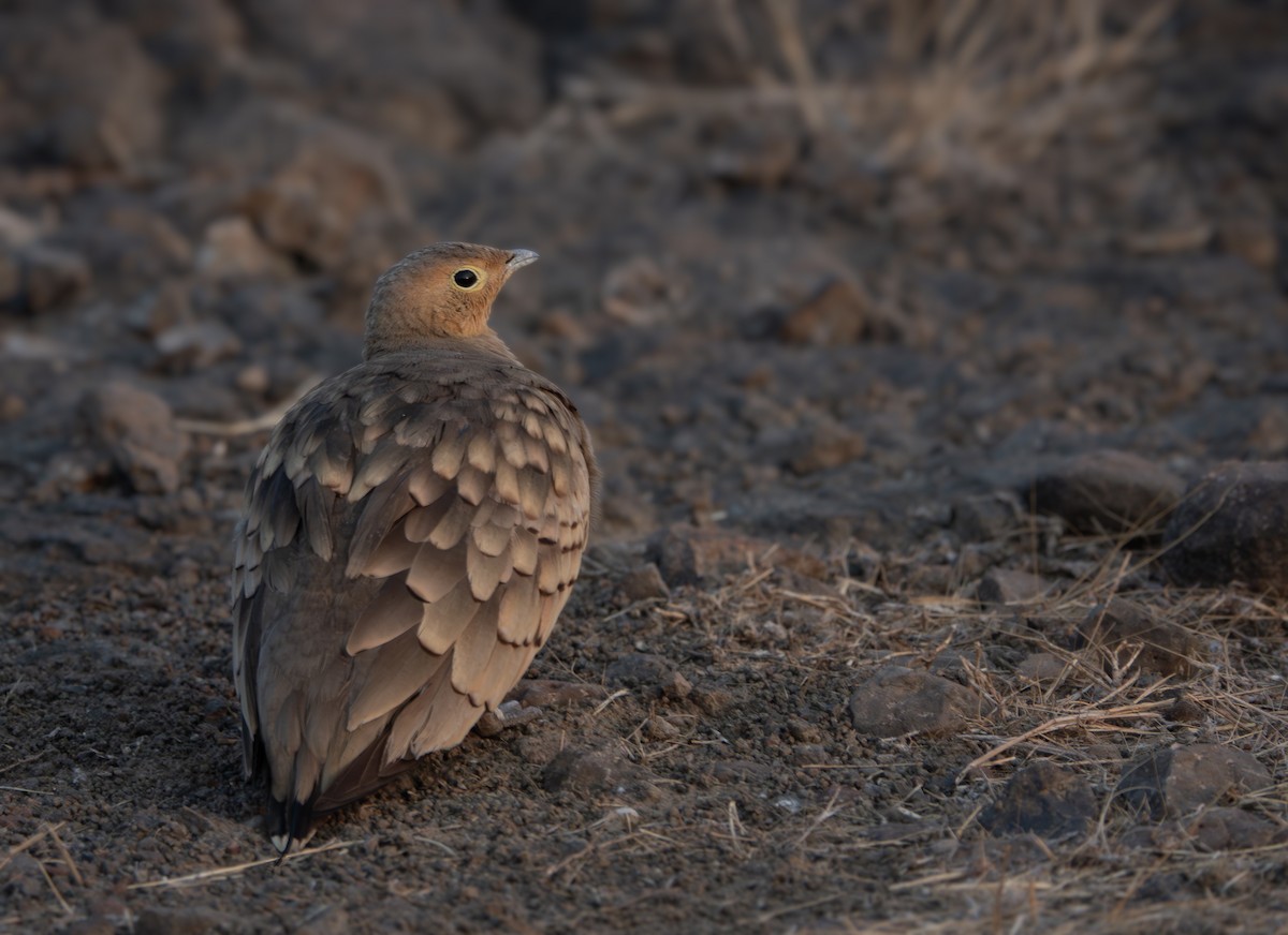Chestnut-bellied Sandgrouse - ML635358643