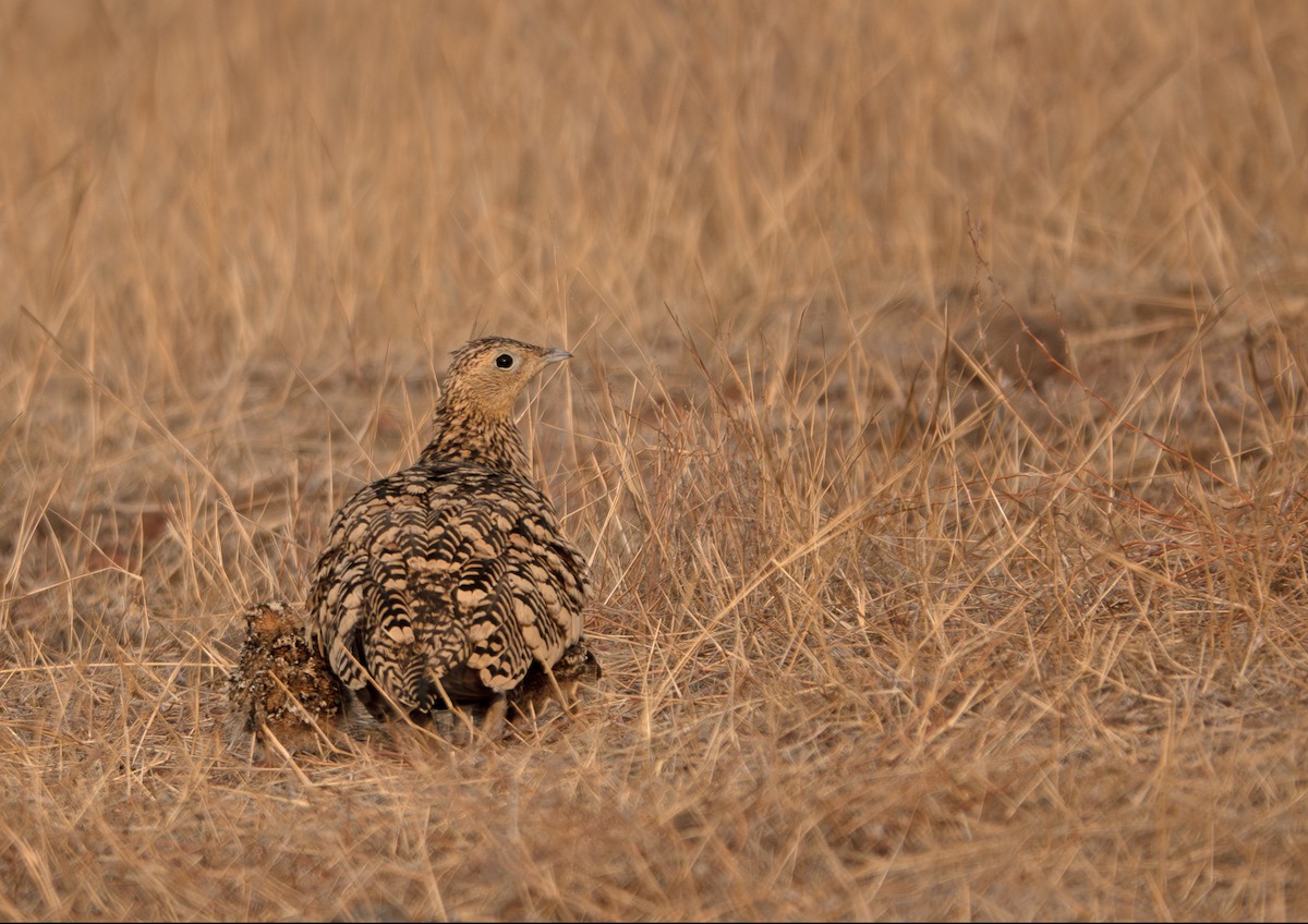 Chestnut-bellied Sandgrouse - ML635358644