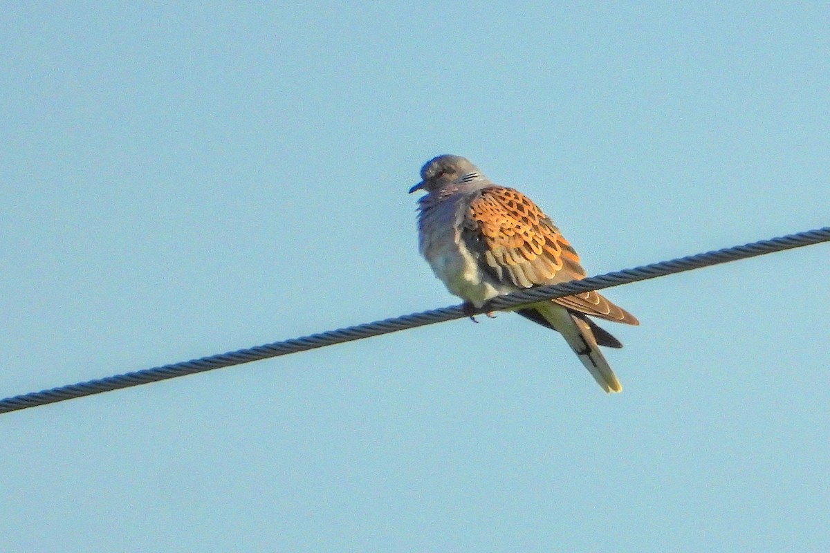 Tórtola Europea - ML635358666