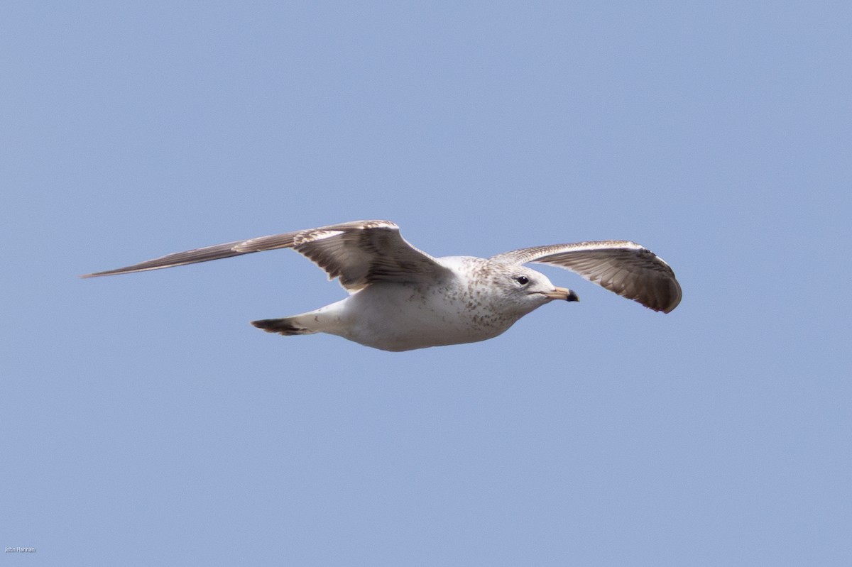 Gaviota de Delaware - ML635358670