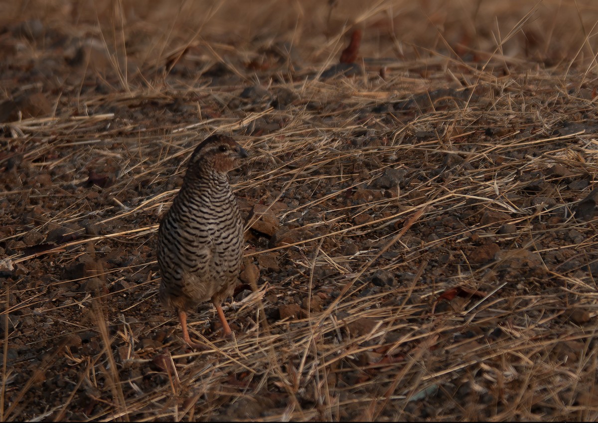 Rock Bush-Quail - ML635358690