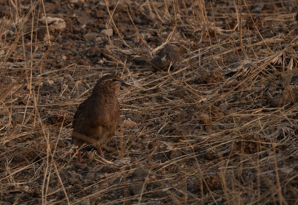 Rock Bush-Quail - ML635358691