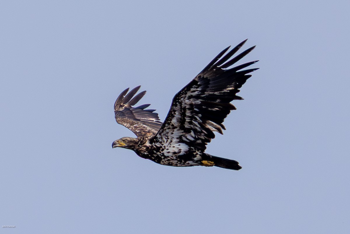 Bald Eagle - ML635358696