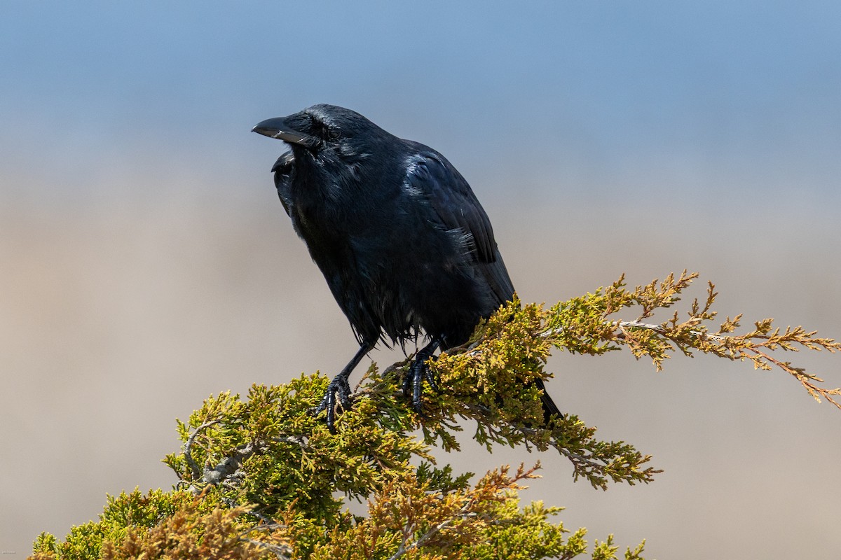 Fish Crow - ML635358699