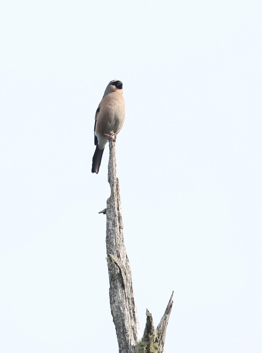Taiwan Bullfinch - ML635358706
