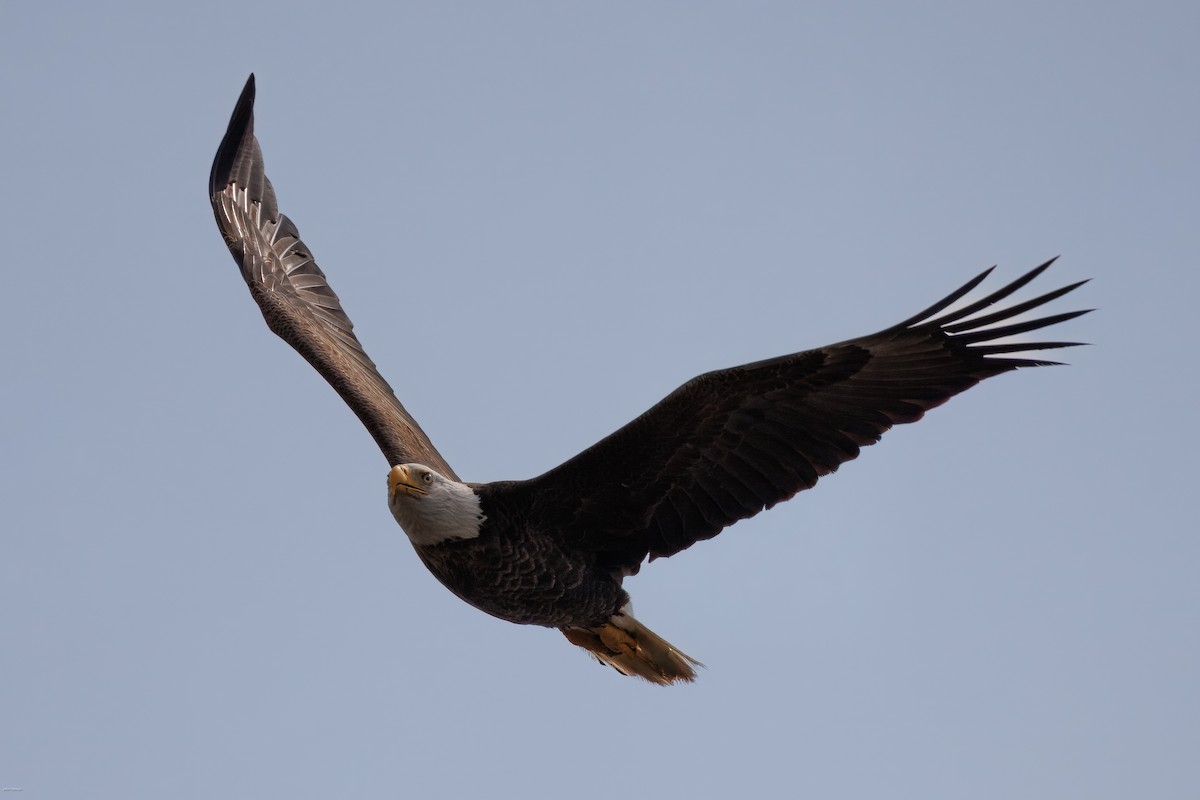 Bald Eagle - ML635358713