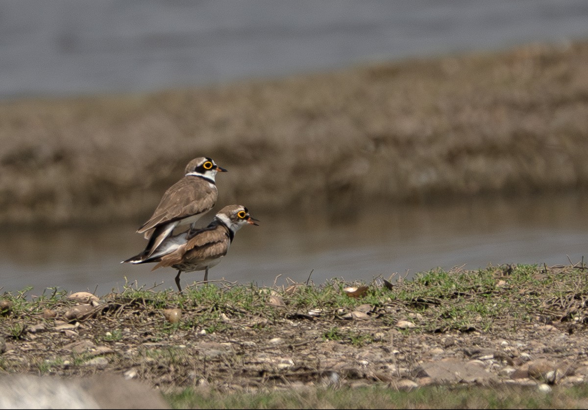 Little Ringed Plover - ML635358714