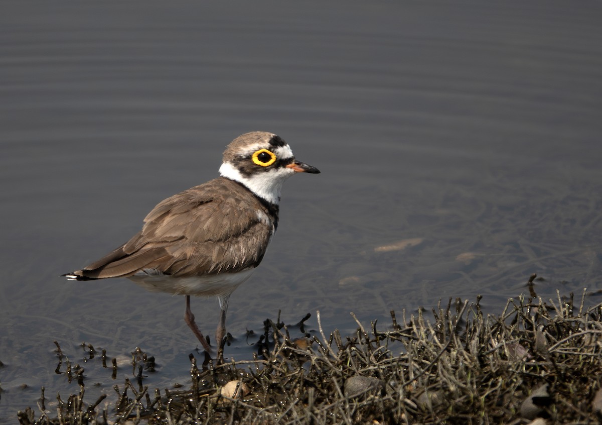 Little Ringed Plover - ML635358715