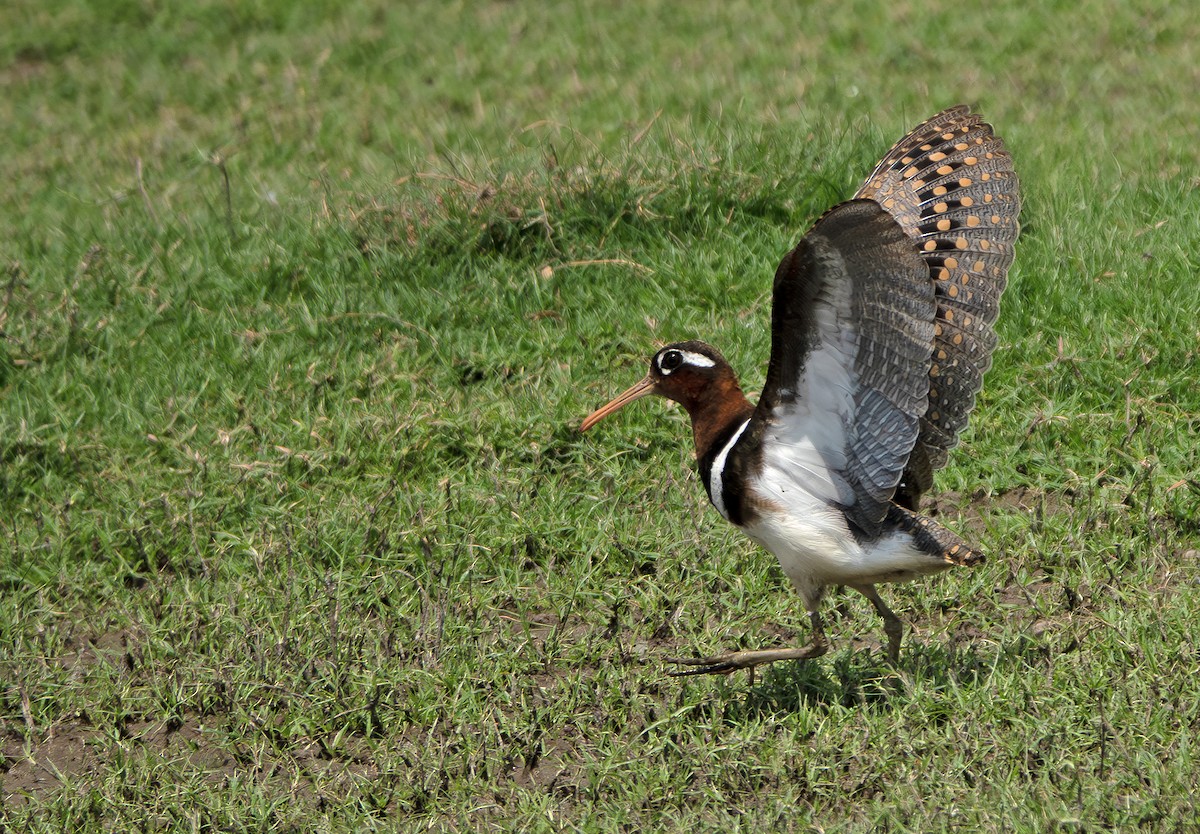 Greater Painted-Snipe - ML635358719