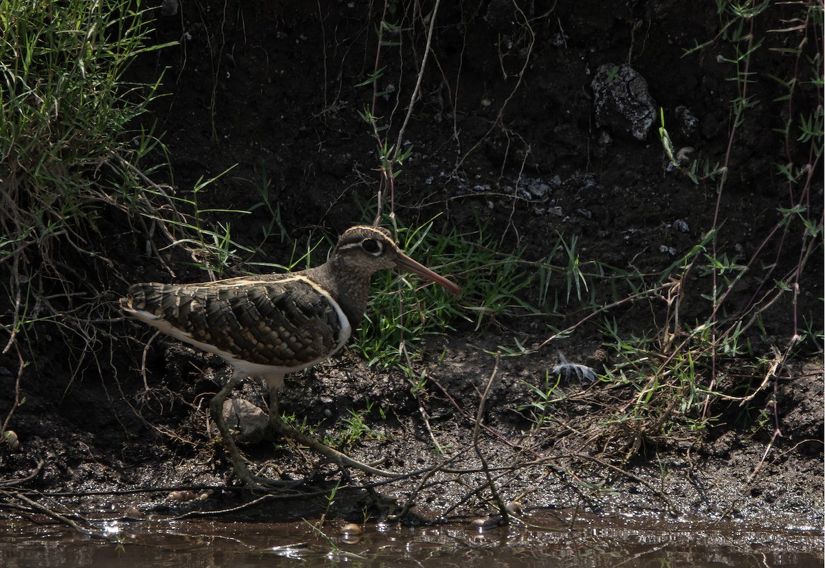 Greater Painted-Snipe - ML635358720