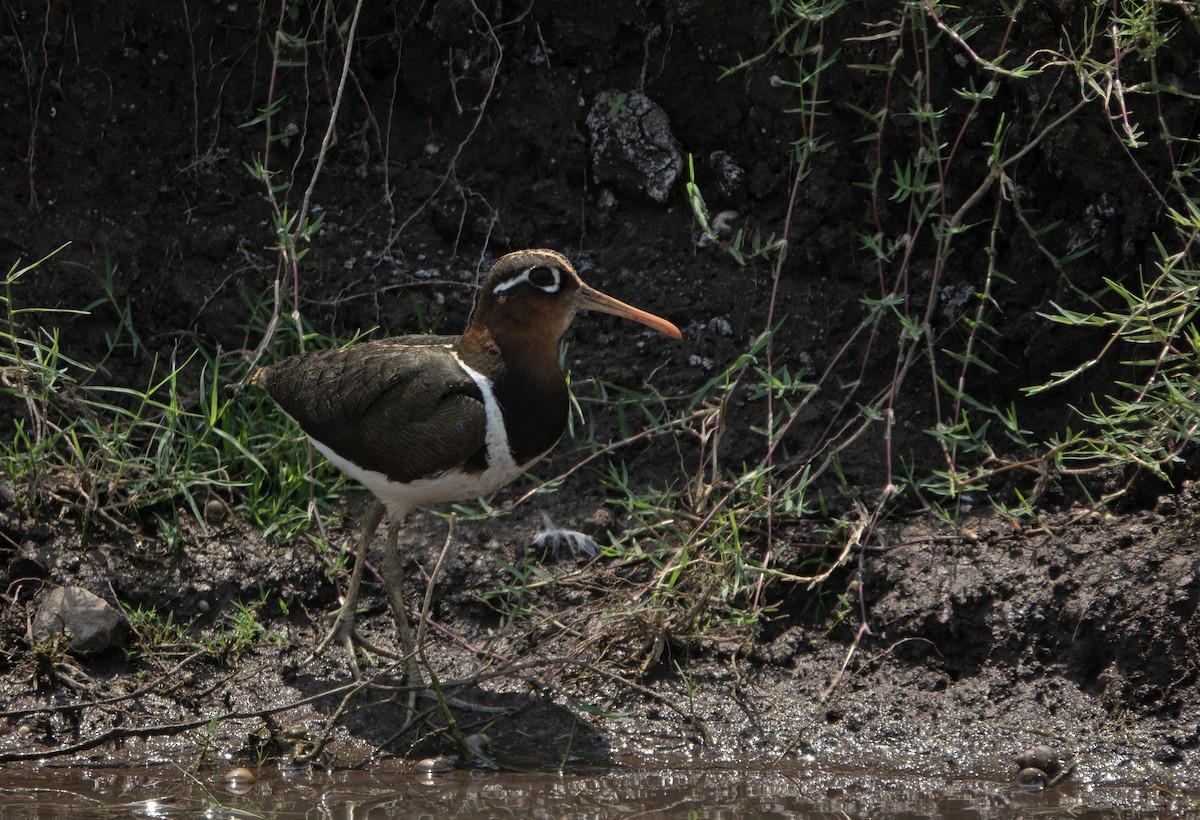 Greater Painted-Snipe - ML635358721