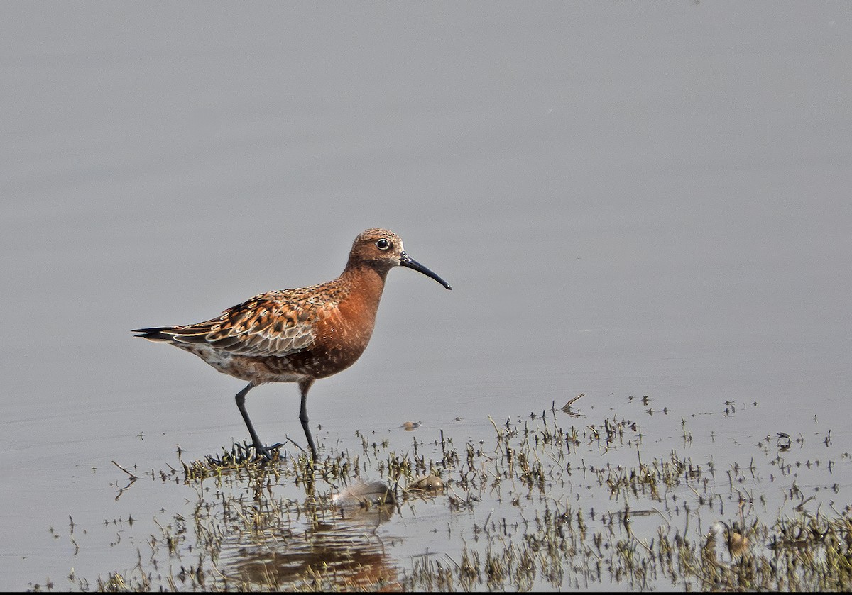 Curlew Sandpiper - ML635358726