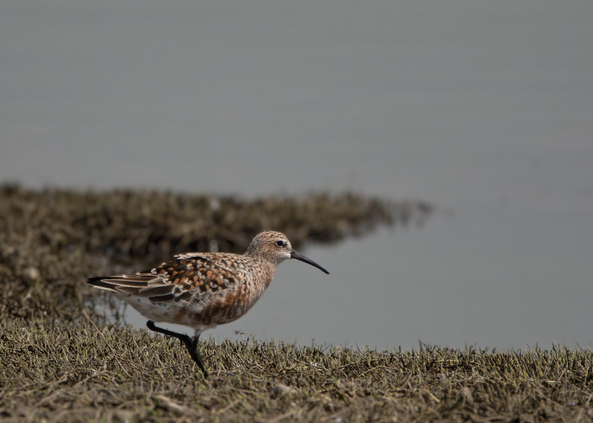 Curlew Sandpiper - ML635358727