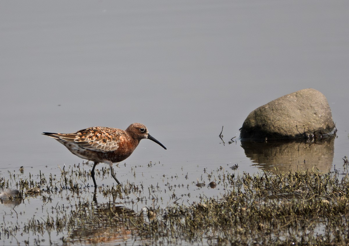 Curlew Sandpiper - ML635358728